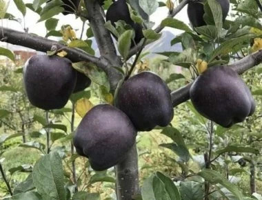 Αυτό είναι το μοναδικό μέρος του κόσμου που καλλιεργούνται τα σπάνια μάυρα μήλα